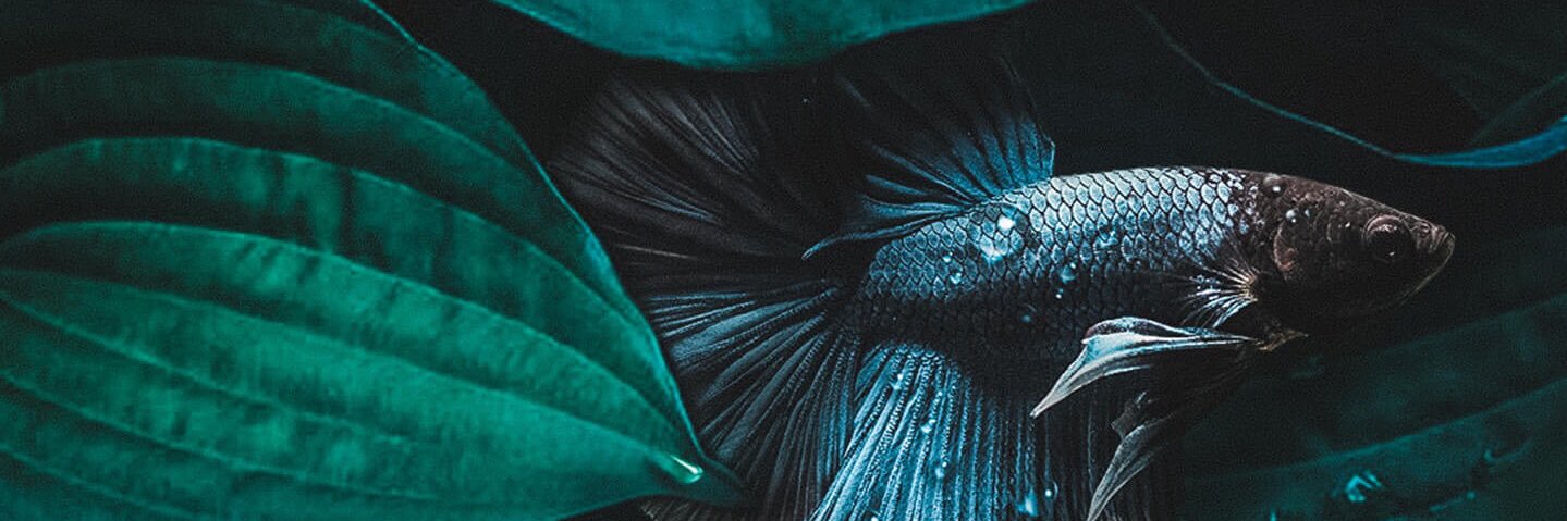 yecchx's profile banner image