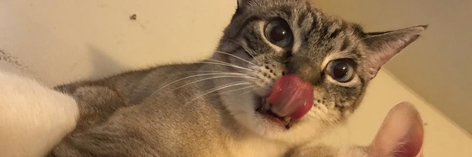 purr88's profile banner image