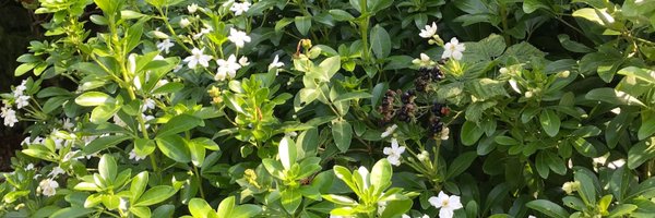 bombuzz Profile Banner