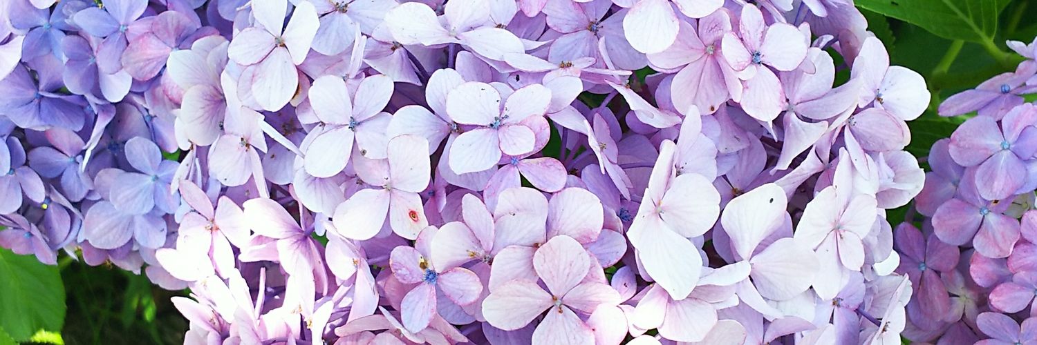 Twitter banner for @hanakokun