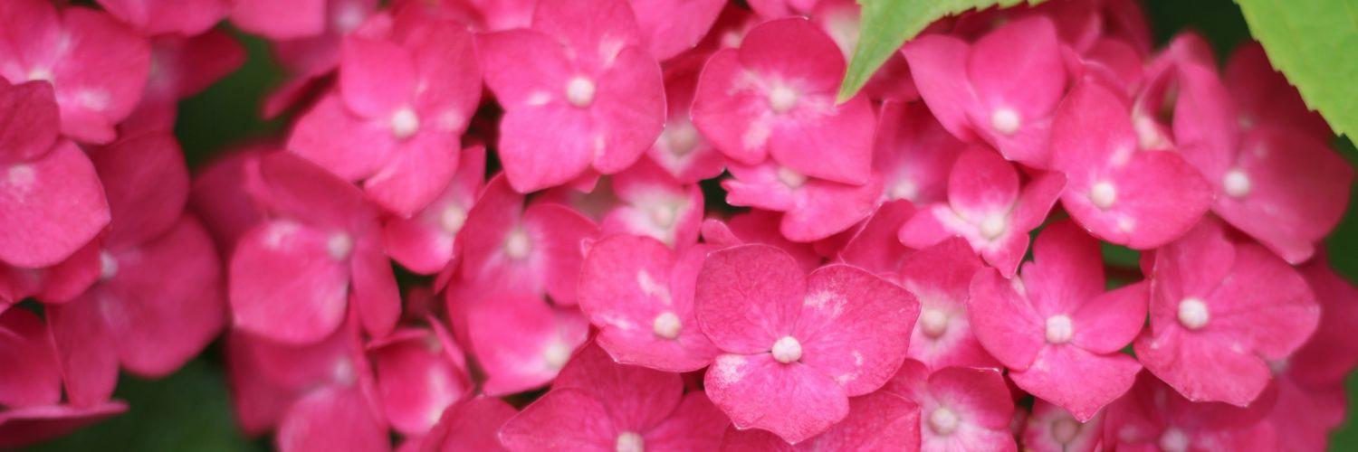 mimiminmemo's profile banner image