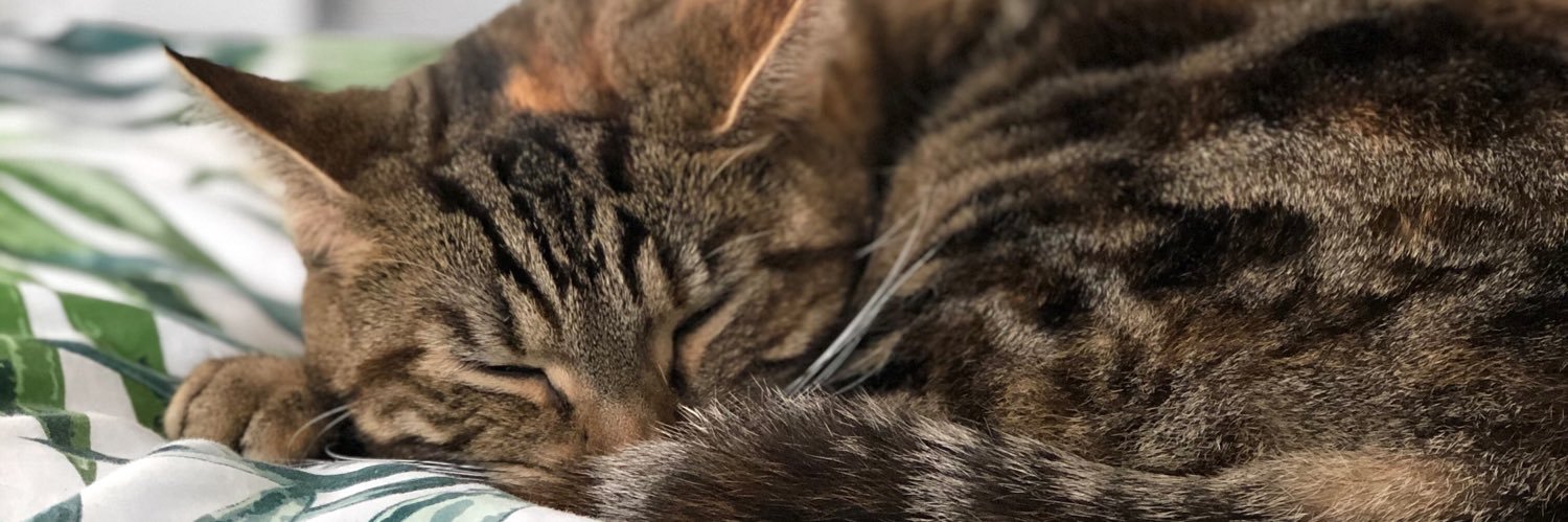 milliemoo's profile banner image