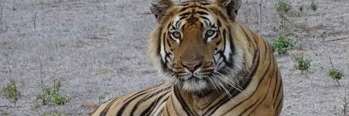 NitinBhatu's profile banner image