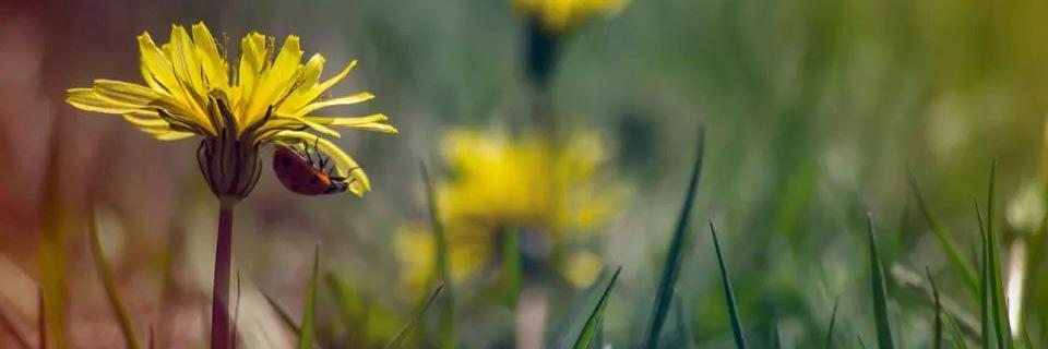 _sipirmin's profile banner image