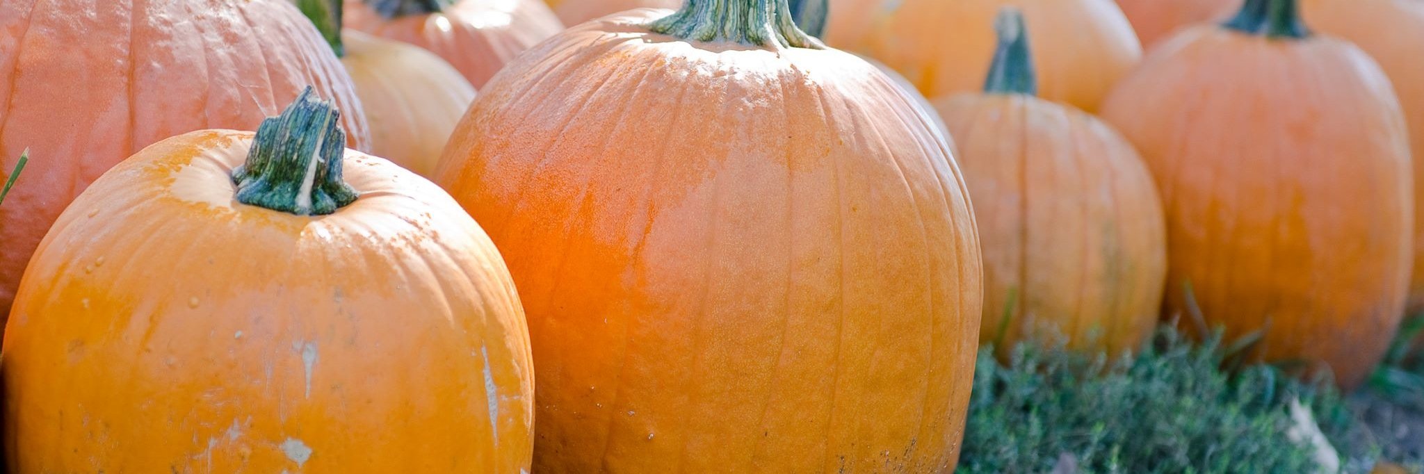 RocaBerryFarm's profile banner image