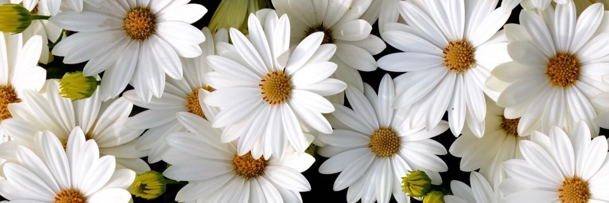 RachelHolland_7's profile banner image