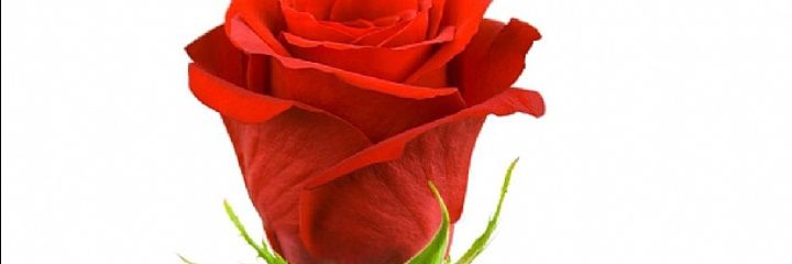Erdodu3's profile banner image