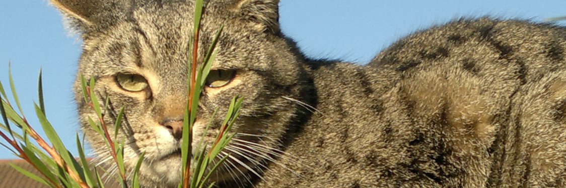 Morrello1's profile banner image