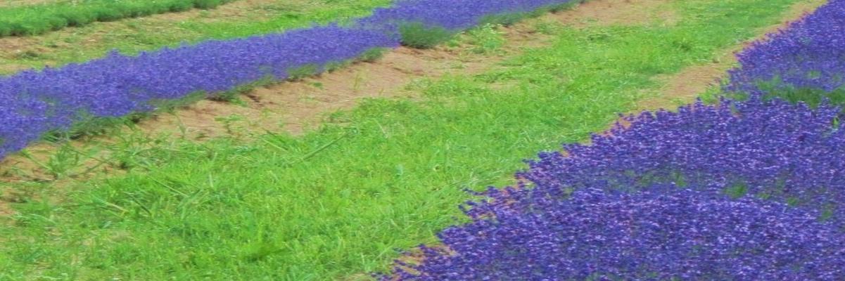 terralavanda's profile banner image