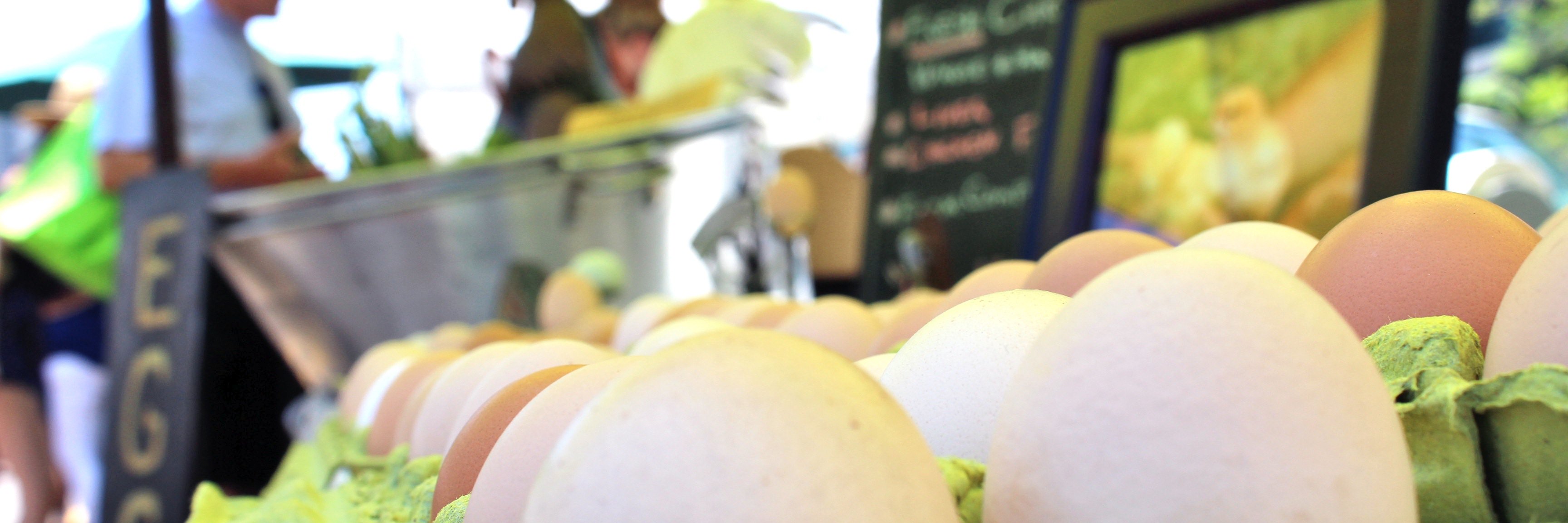 Catt Fields White banner