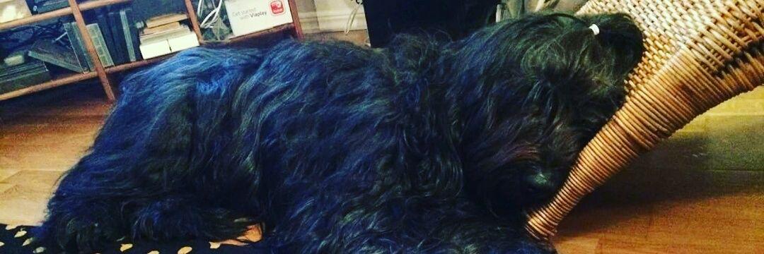 Adam Toresson banner