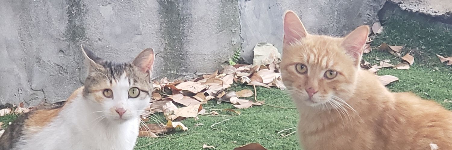 苏格兰凉虾 banner