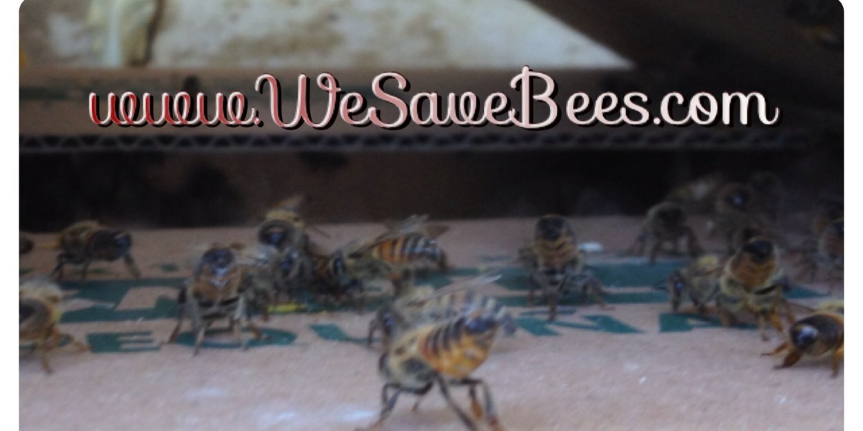 WesavebeesOC's profile banner image