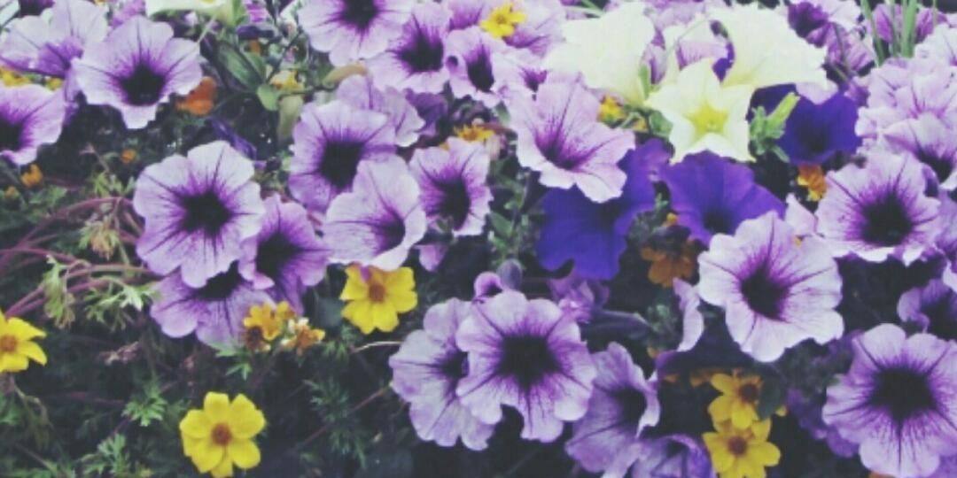 celina98's profile banner image