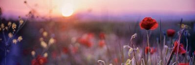theopossumm's profile banner image