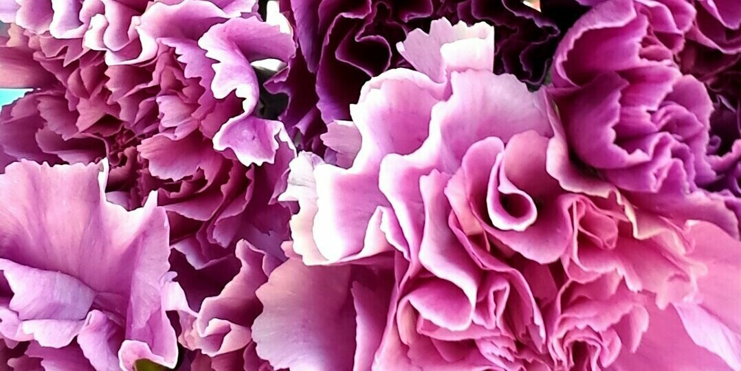 EwAlyssa's profile banner image