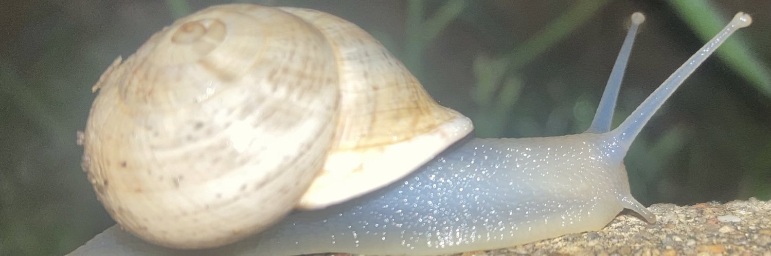 Gwegnelson's profile banner image