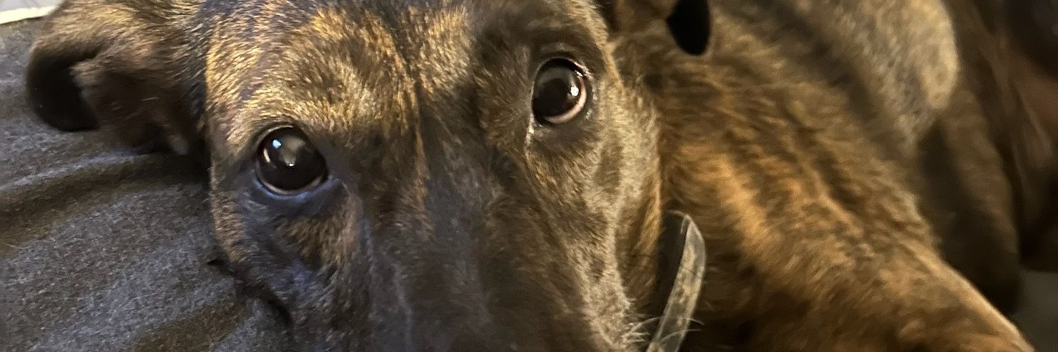 scottmugge's profile banner image