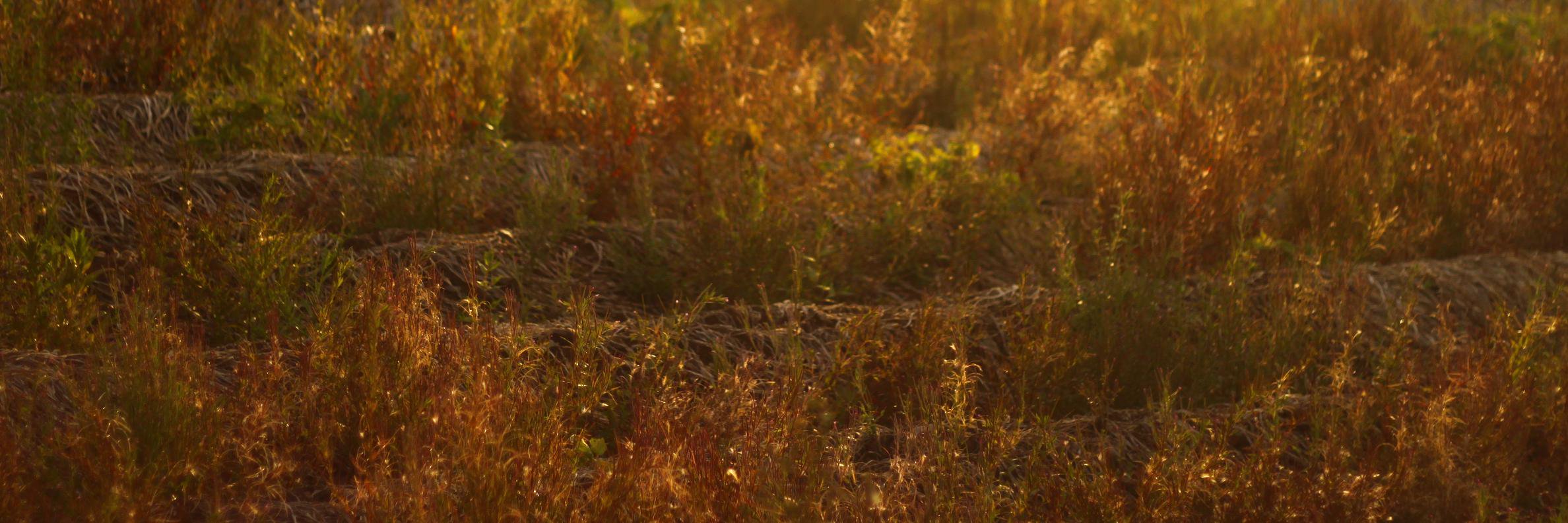 dominicsheldon's profile banner image