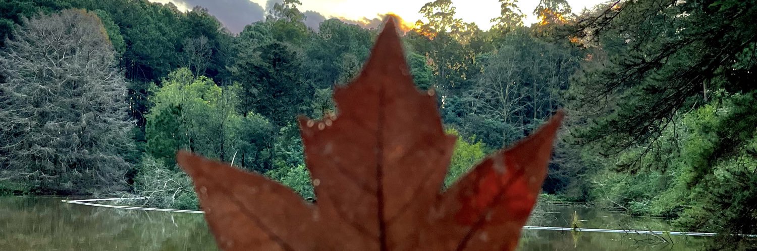 cardogais's profile banner image