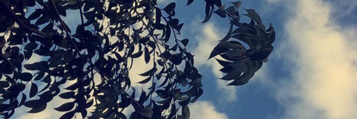 VasquEmily's profile banner image