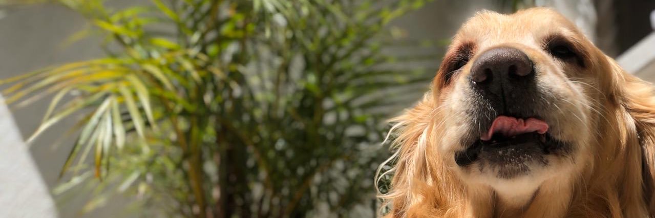 Pateticaa_'s profile banner image