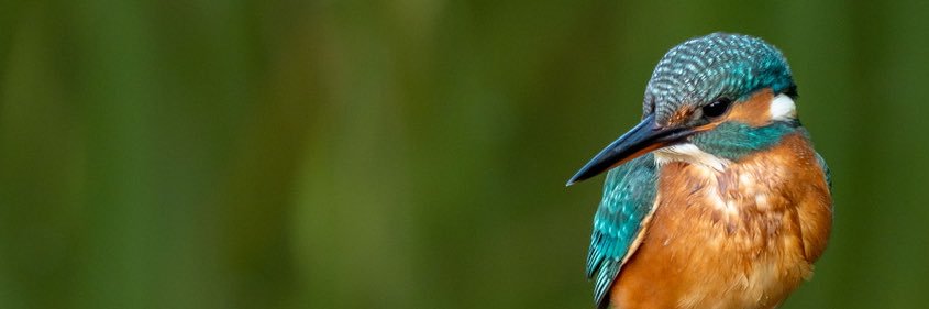 manelanzon's profile banner image
