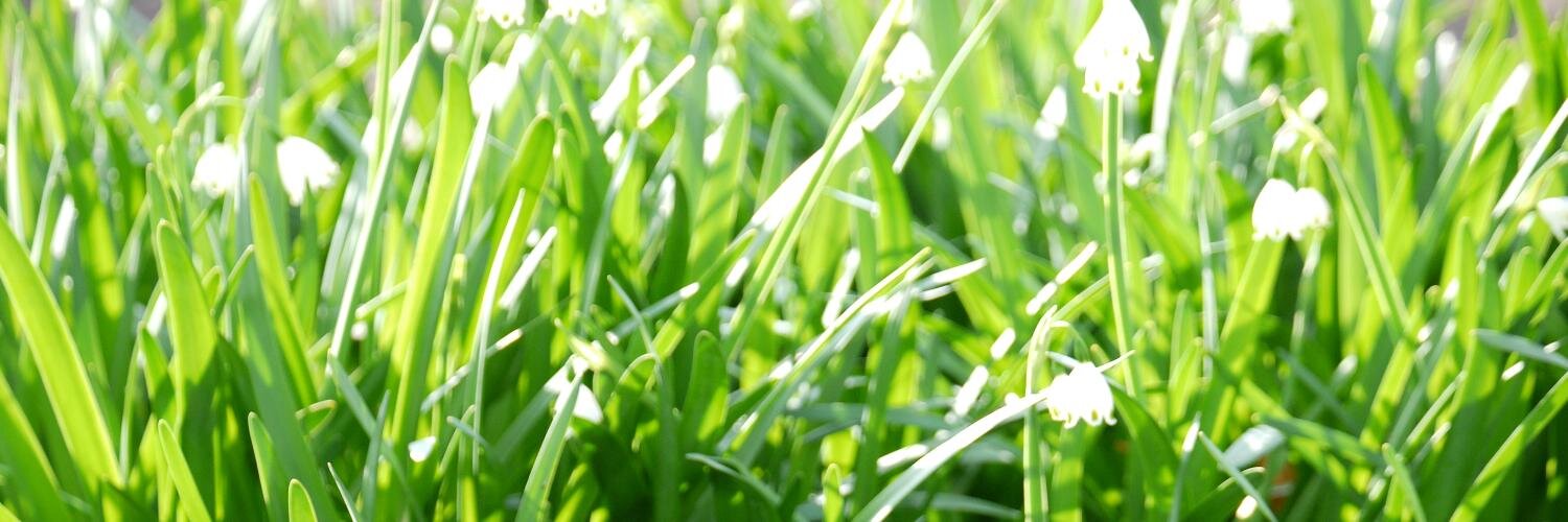 naokoO's profile banner image