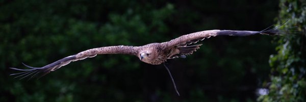 Musiconerick Profile Banner