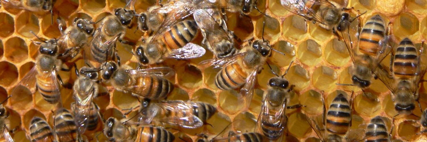 Cal Henderson banner