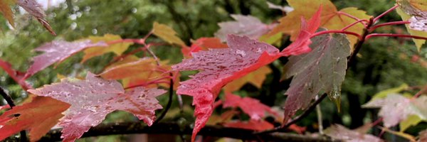 DanFutureSense Profile Banner