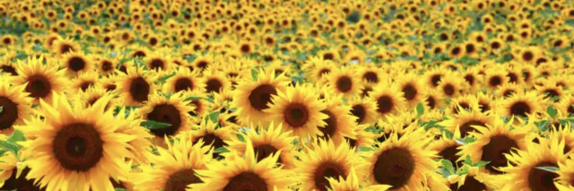 ColleenEYWG's profile banner image