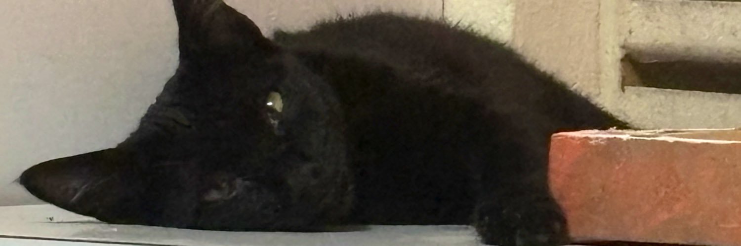 mãe culposa de gatos banner