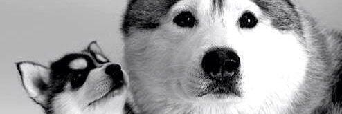 neochavez94's profile banner image