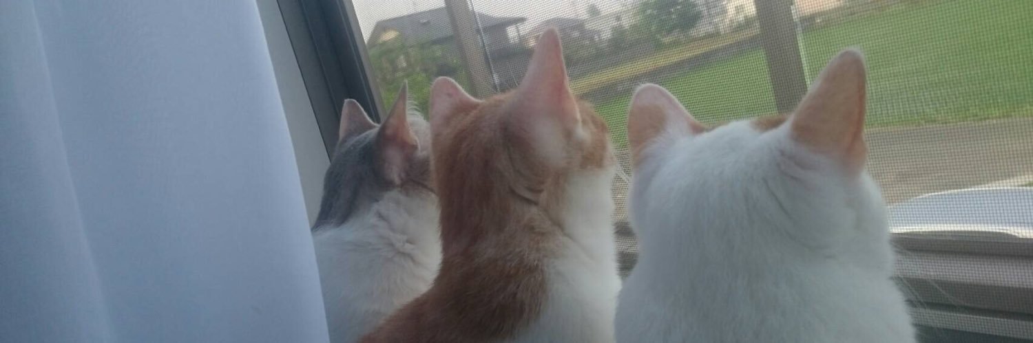 mi19rabbit's profile banner image