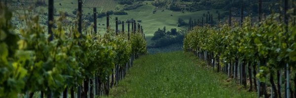 gspinaci Profile Banner