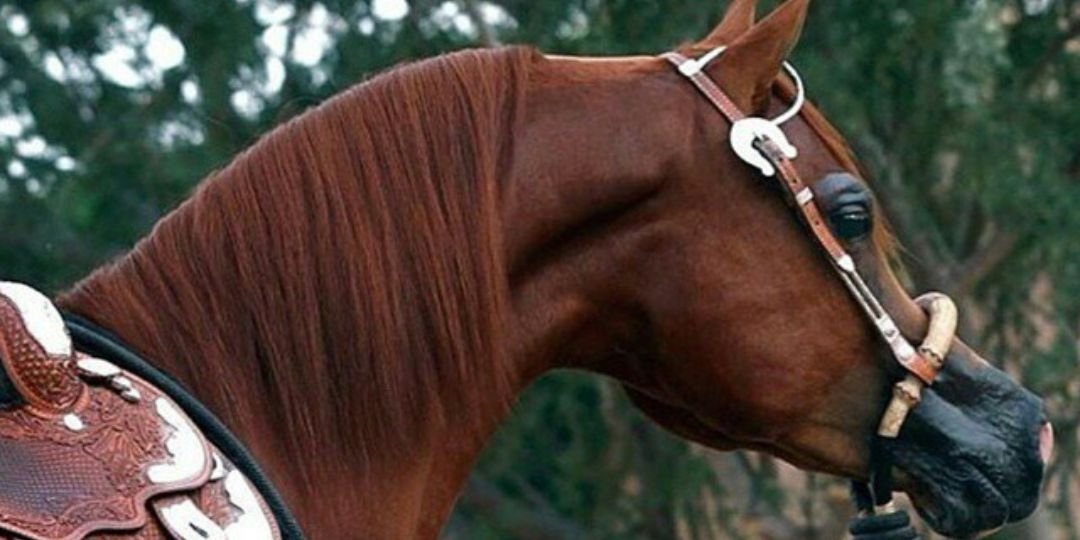 abdullah_a5a's profile banner image