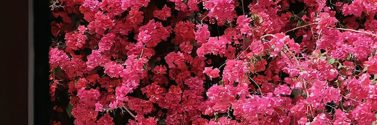 andreaurbina3's profile banner image