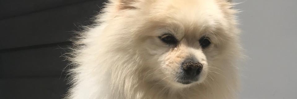 melisaacor's profile banner image
