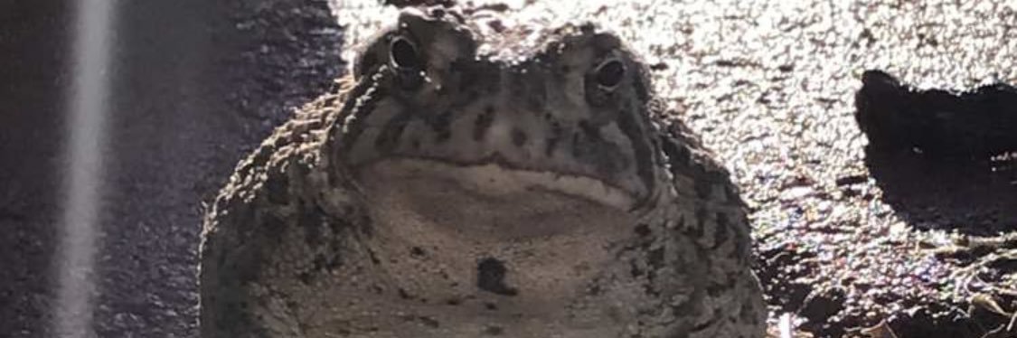 ChickenFriied's profile banner image