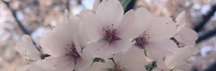 0_aneeni's profile banner image