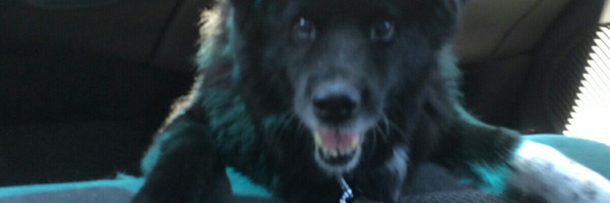 LutzBeHonest's profile banner image