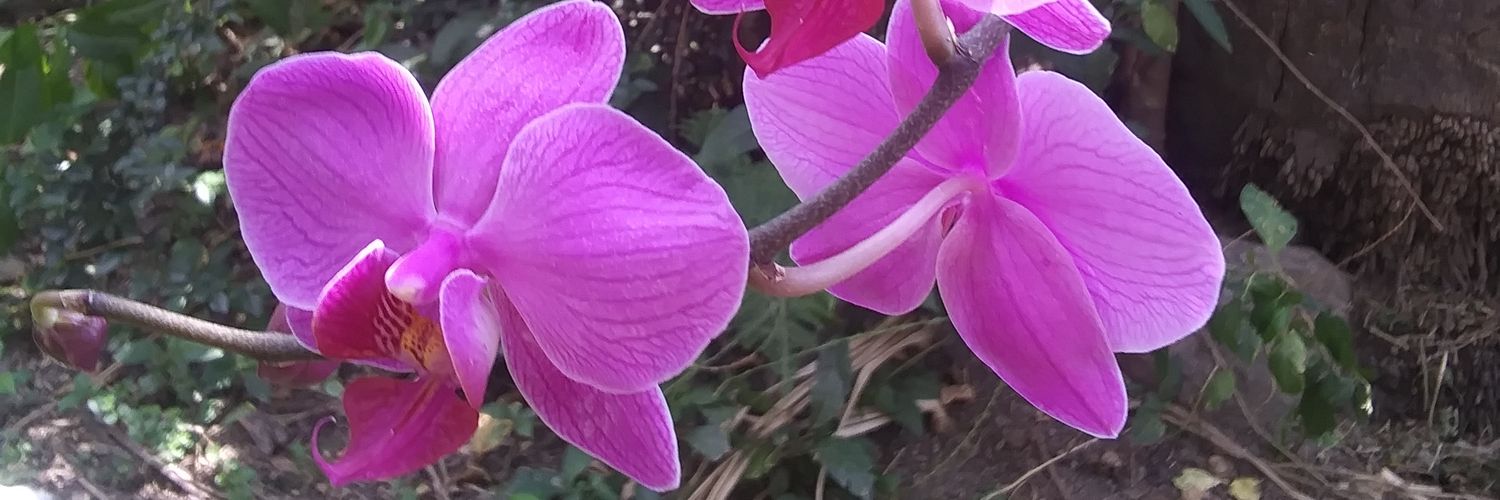 Emazzani's profile banner image