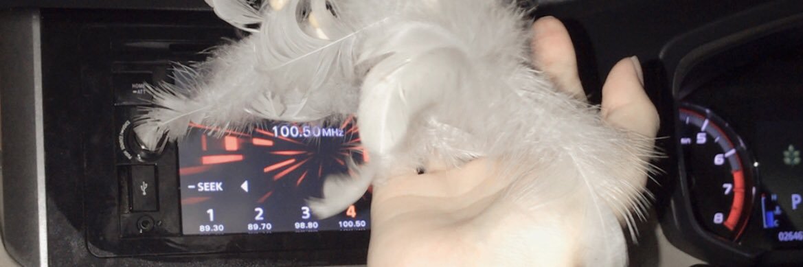 shellafrdl's profile banner image