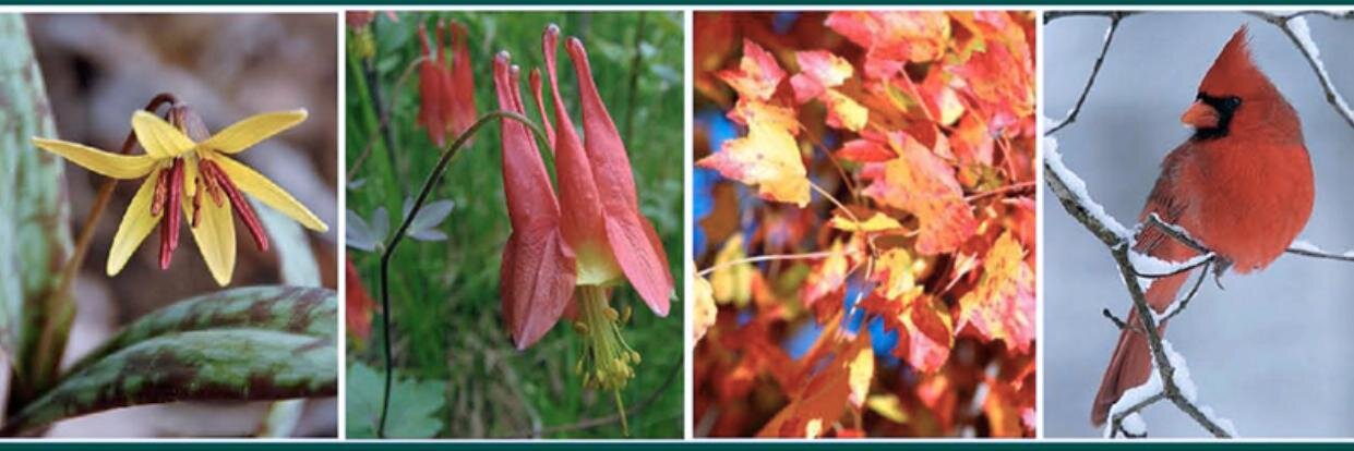 EcoLandscaping banner