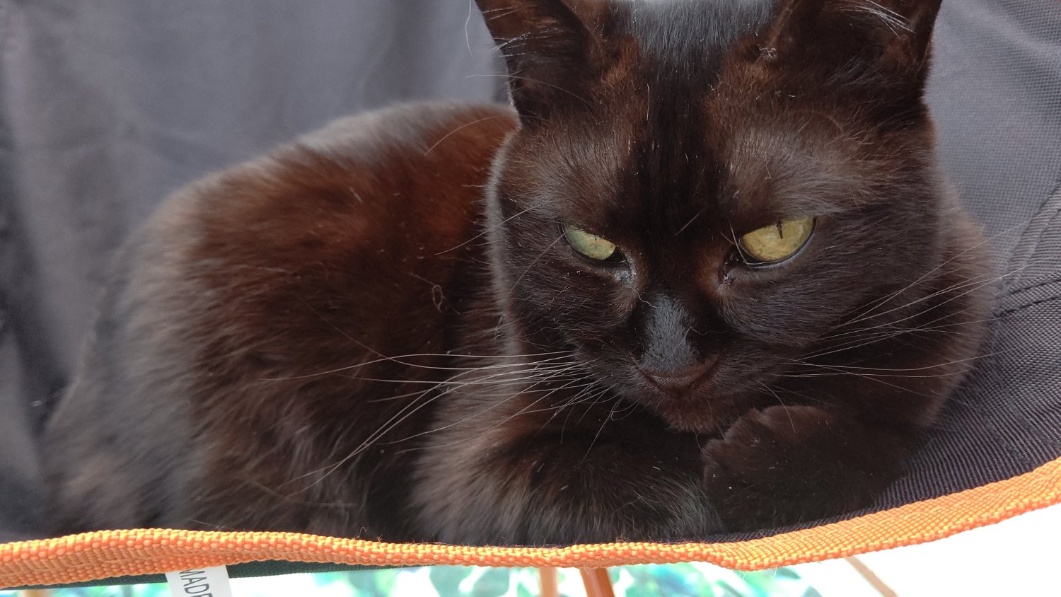 てんや＠ゴム飯 banner