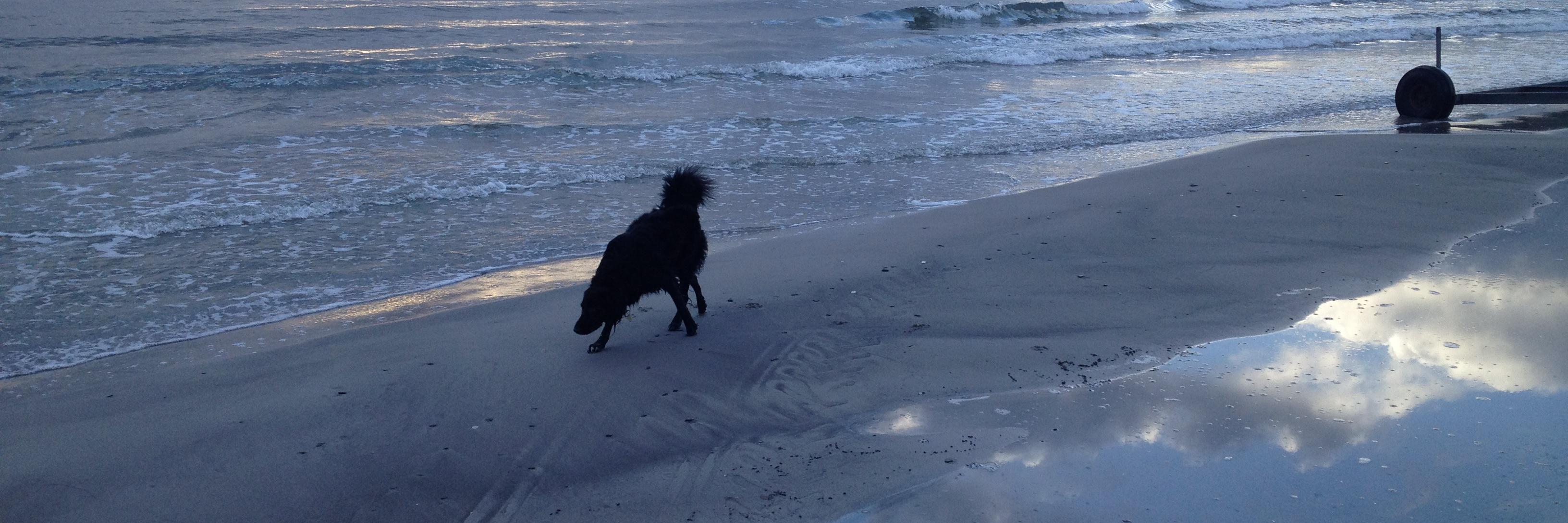 andrea löfgren banner