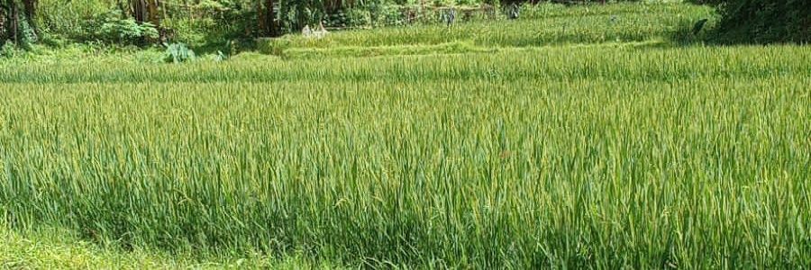 Omet_Happy's profile banner image