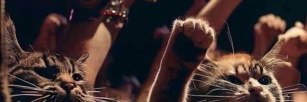 Bear_cilla's profile banner image