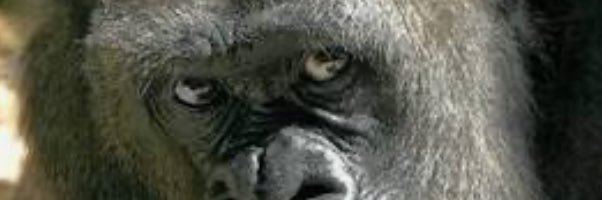 Melanoidkng's profile banner image